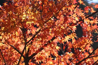 okutama_drive1111_4.jpg