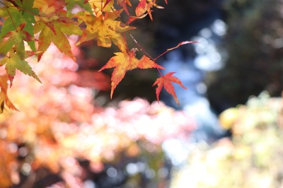 okutama_drive1111_5.jpg